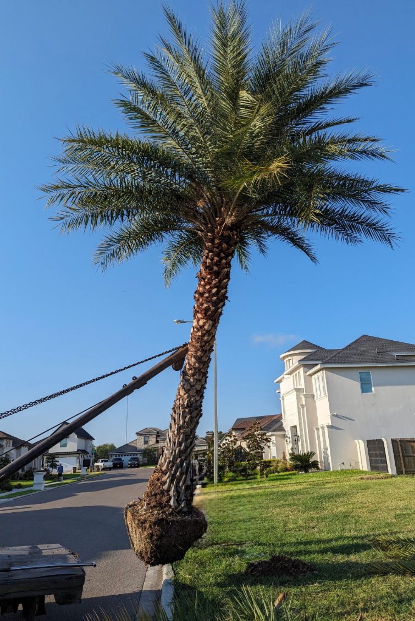Palm tree relocation service