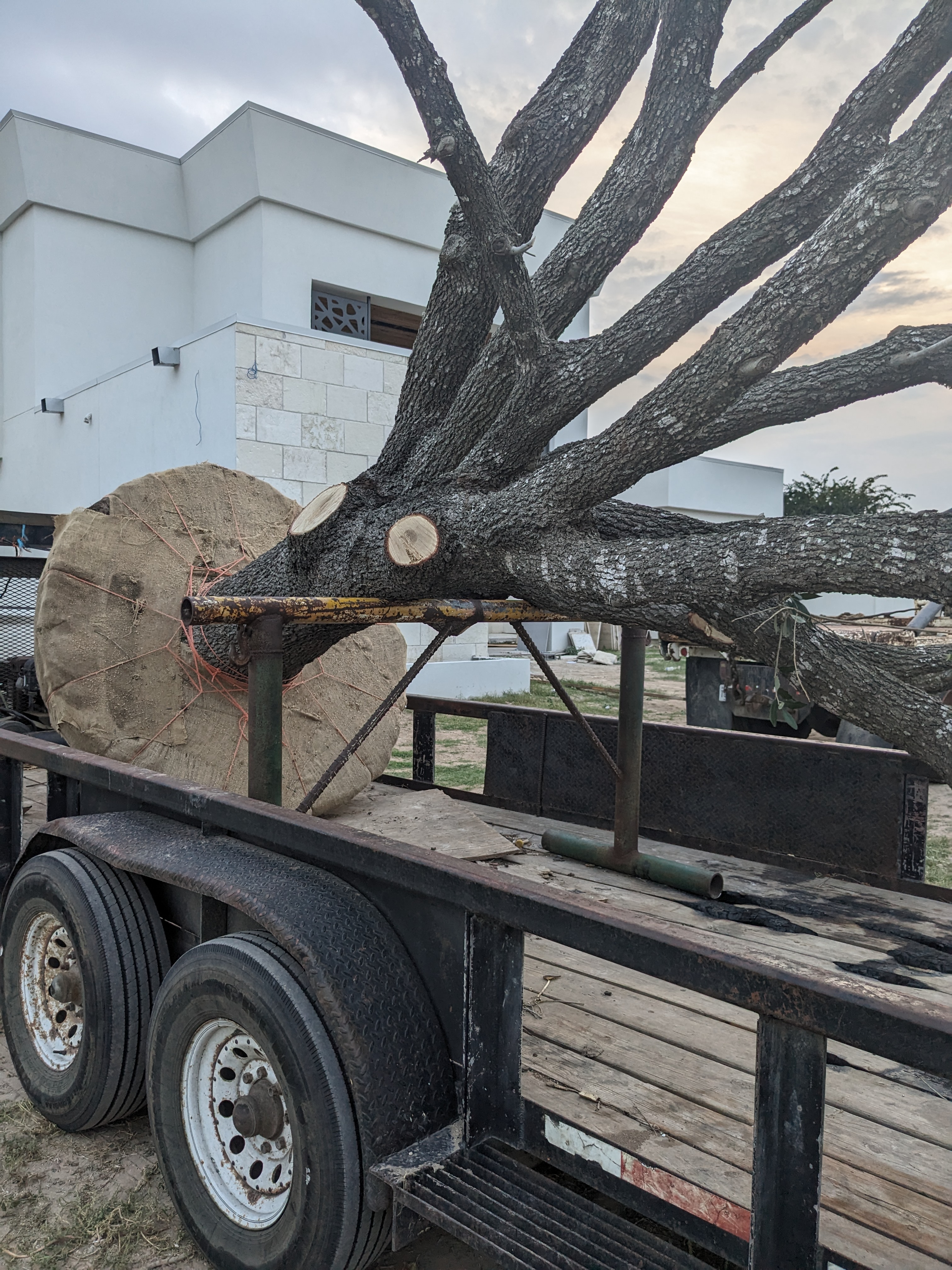 Large tree trunk removal